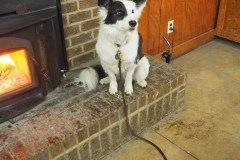 Lilly gets warm by the fire