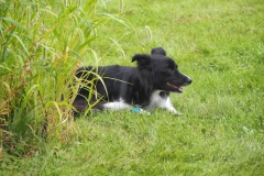 Bandit takes a break